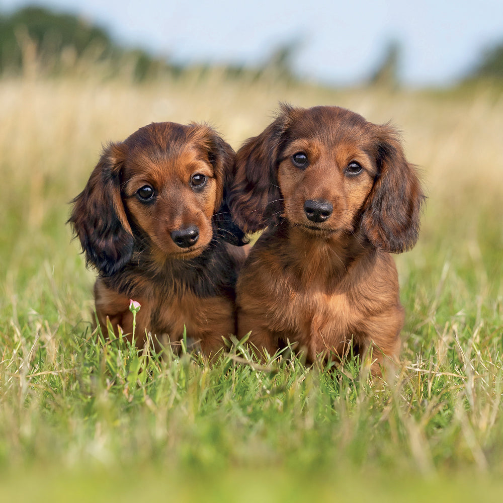 Broschürenkalender Puppies 2027, 30 x 30 cm