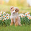 Broschürenkalender Puppies 2027, 30 x 30 cm
