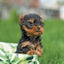 Broschürenkalender Puppies 2027, 30 x 30 cm