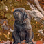 Broschürenkalender Puppies 2027, 30 x 30 cm