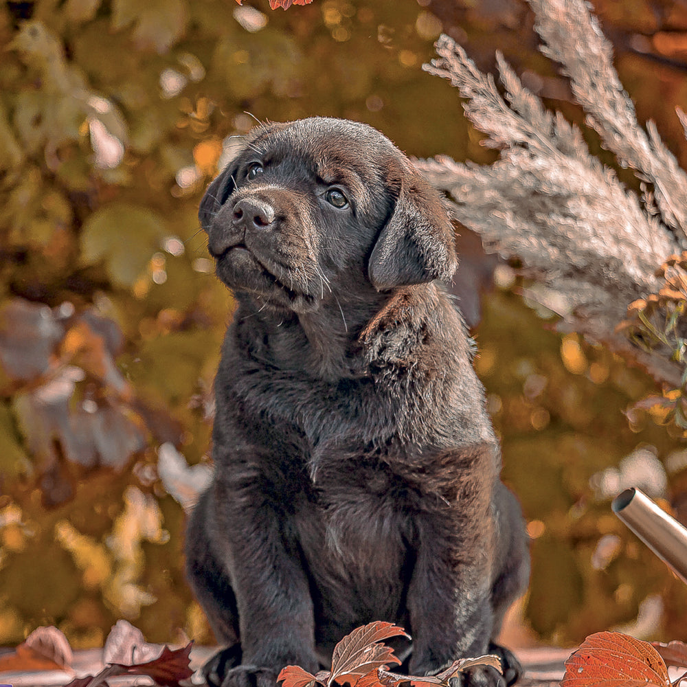 Broschürenkalender Puppies 2027, 30 x 30 cm