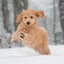 Broschürenkalender Puppies 2027, 30 x 30 cm