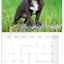 Broschürenkalender Puppies 2027, 30 x 30 cm