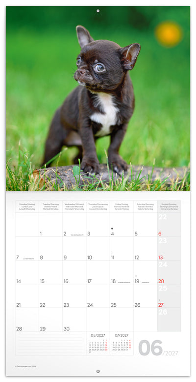 Broschürenkalender Puppies 2027, 30 x 30 cm
