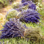 Broschürenkalender Provence 2027, 30 x 30 cm