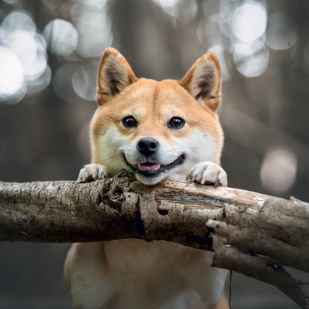 Broschürenkalender Happy Doge 2027, 30 x 30 cm