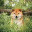 Broschürenkalender Happy Doge 2027, 30 x 30 cm