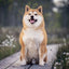 Broschürenkalender Happy Doge 2027, 30 x 30 cm
