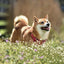 Broschürenkalender Happy Doge 2027, 30 x 30 cm