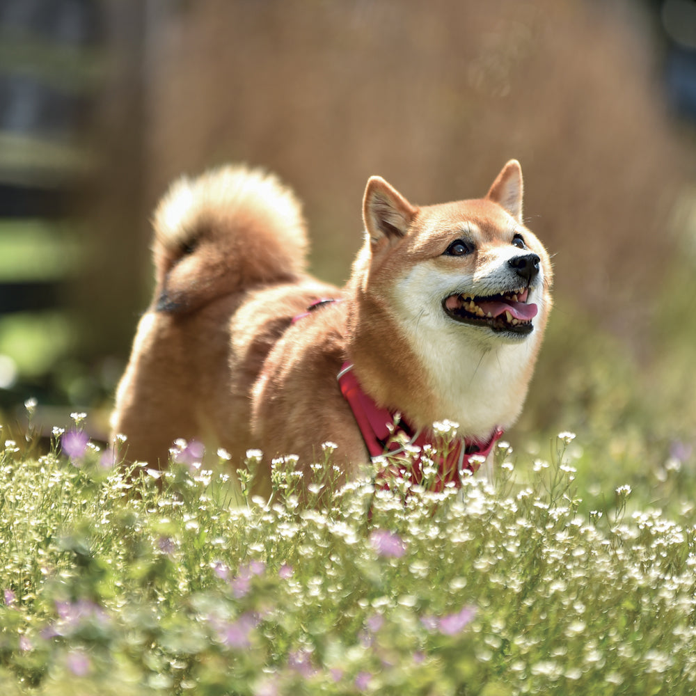 Broschürenkalender Happy Doge 2027, 30 x 30 cm