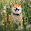 Broschürenkalender Happy Doge 2027, 30 x 30 cm