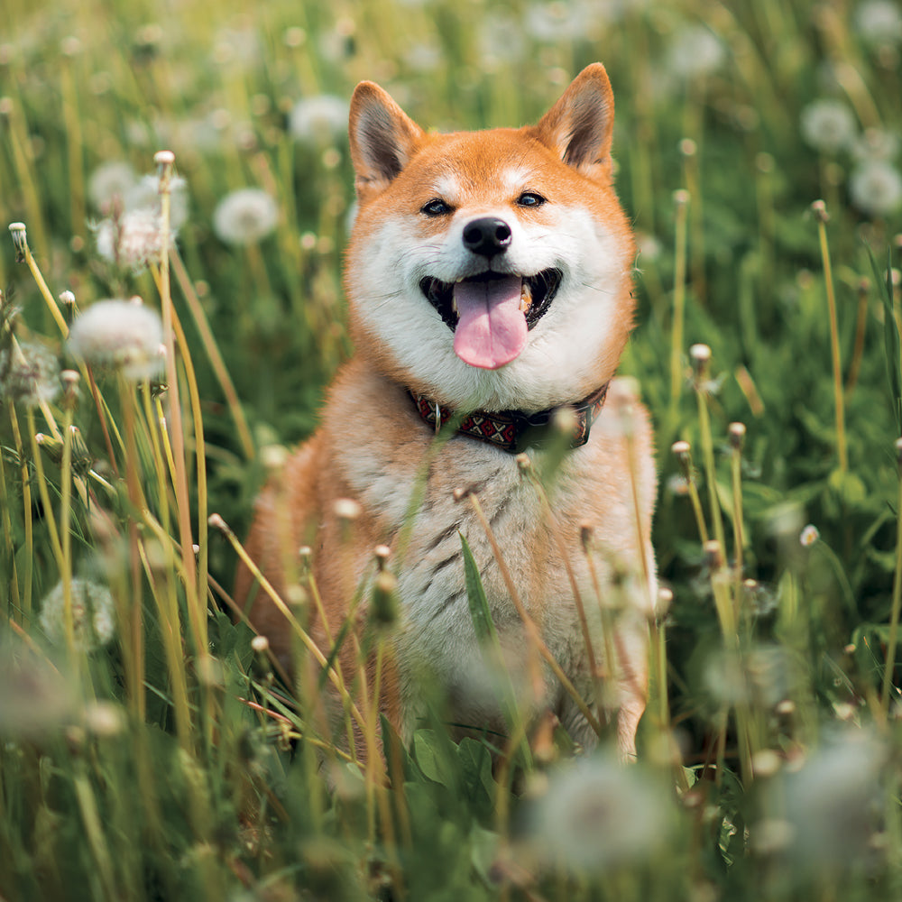 Broschürenkalender Happy Doge 2027, 30 x 30 cm