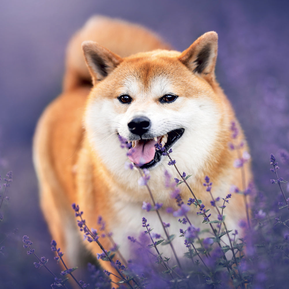 Broschürenkalender Happy Doge 2027, 30 x 30 cm