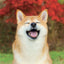 Broschürenkalender Happy Doge 2027, 30 x 30 cm