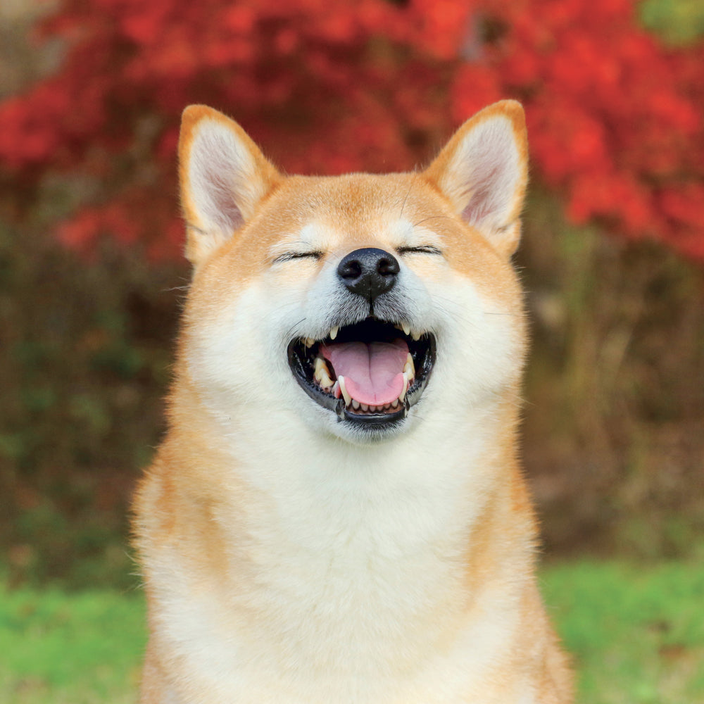 Broschürenkalender Happy Doge 2027, 30 x 30 cm