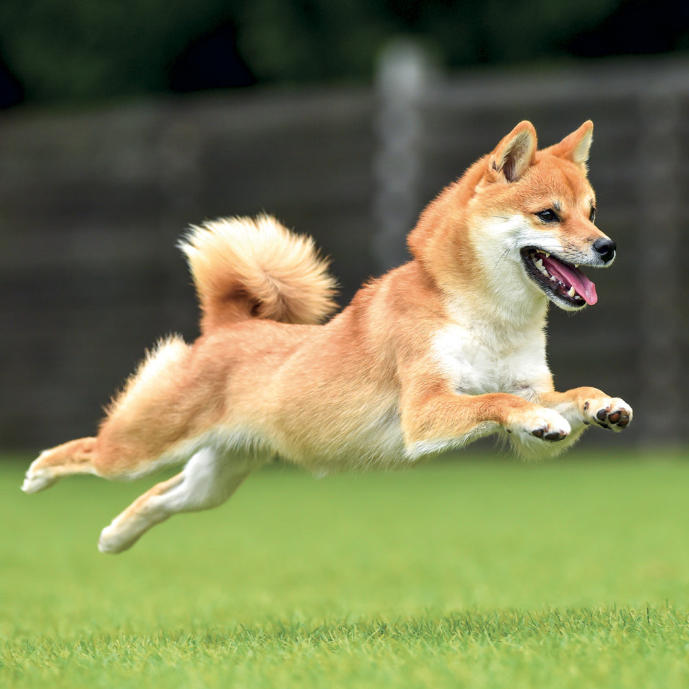 Broschürenkalender Happy Doge 2027, 30 x 30 cm