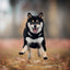 Broschürenkalender Happy Doge 2027, 30 x 30 cm
