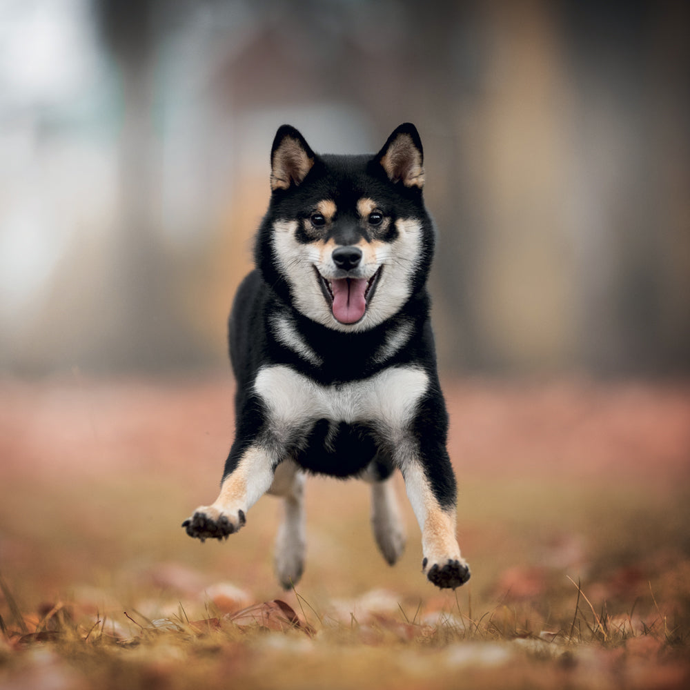 Broschürenkalender Happy Doge 2027, 30 x 30 cm