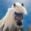 Broschürenkalender Horses – Christiane Slawik 2027, 30 x 30 cm
