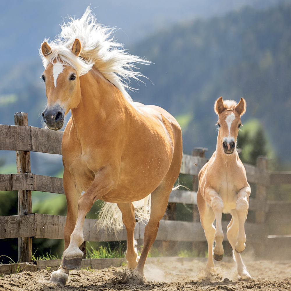 Broschürenkalender Horses – Christiane Slawik 2027, 30 x 30 cm