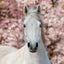 Broschürenkalender Horses – Christiane Slawik 2027, 30 x 30 cm