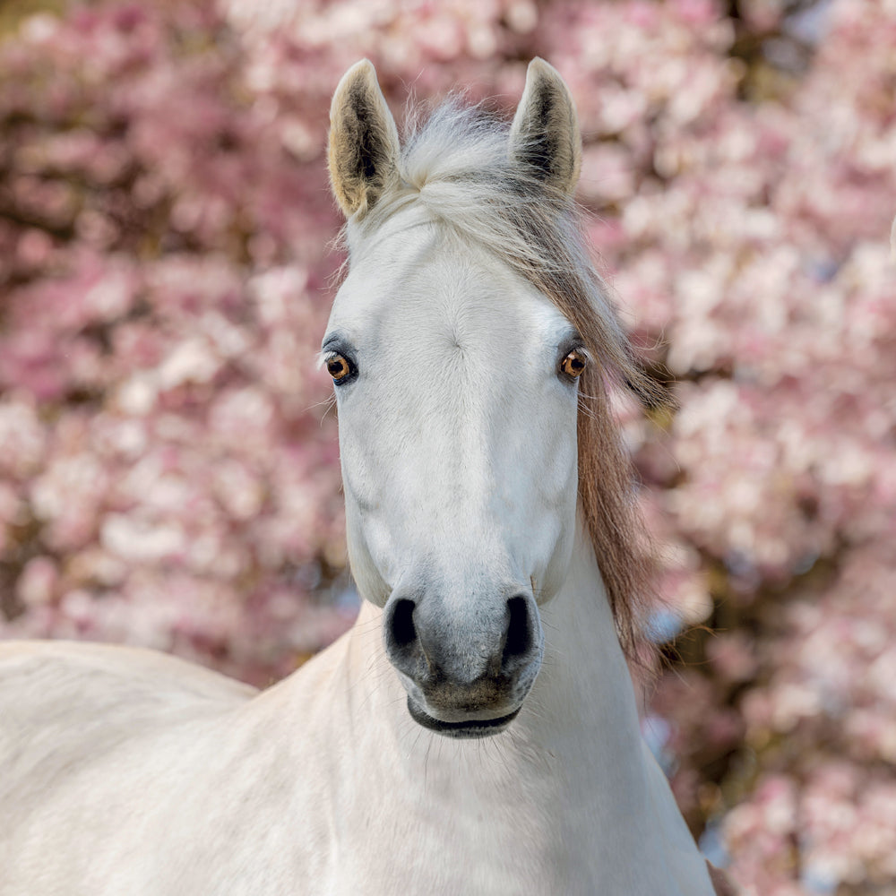 Broschürenkalender Horses – Christiane Slawik 2027, 30 x 30 cm