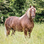 Broschürenkalender Horses – Christiane Slawik 2027, 30 x 30 cm