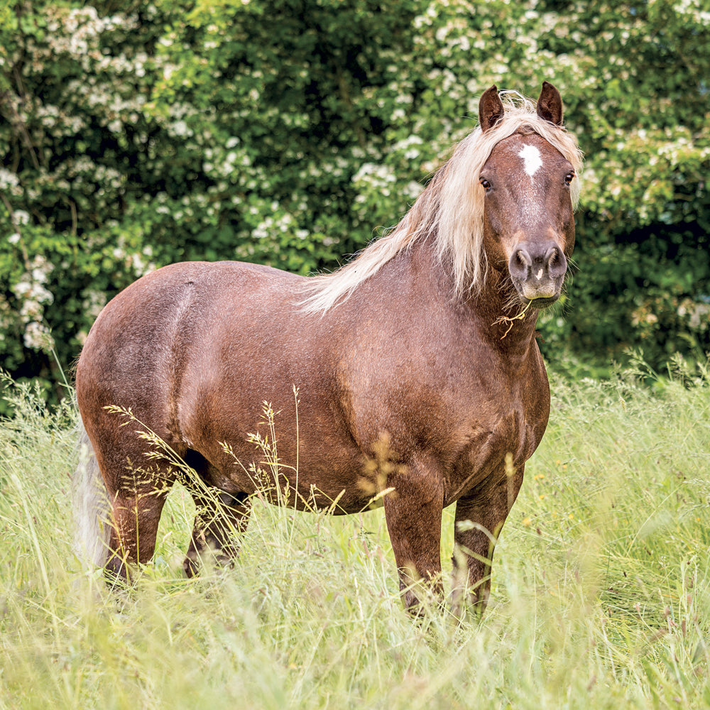 Broschürenkalender Horses – Christiane Slawik 2027, 30 x 30 cm