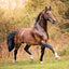 Broschürenkalender Horses – Christiane Slawik 2027, 30 x 30 cm