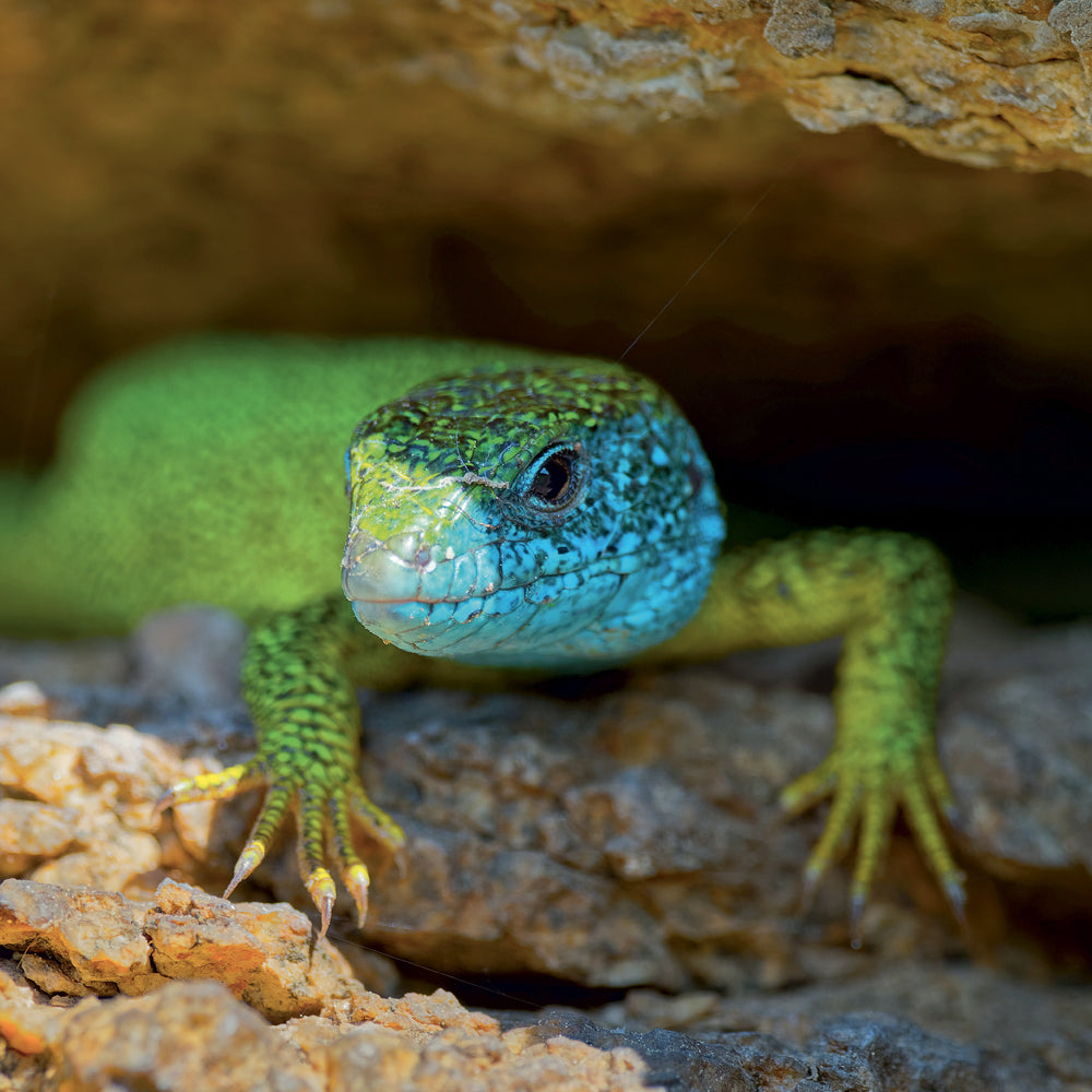 Broschürenkalender Lizards 2027, 30 x 30 cm