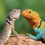Broschürenkalender Lizards 2027, 30 x 30 cm