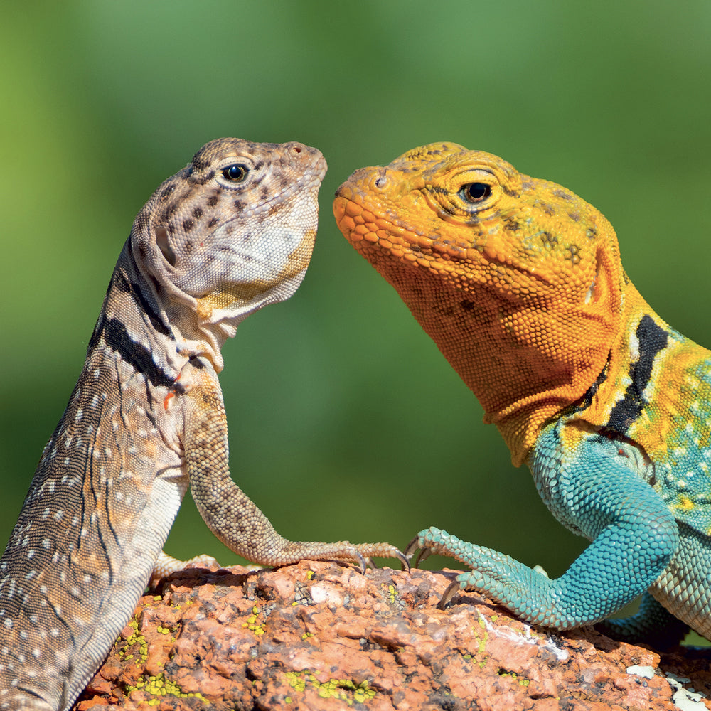 Broschürenkalender Lizards 2027, 30 x 30 cm