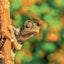 Broschürenkalender Lizards 2027, 30 x 30 cm