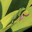 Broschürenkalender Lizards 2027, 30 x 30 cm