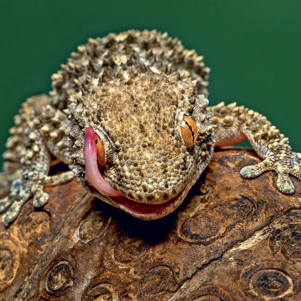 Broschürenkalender Lizards 2027, 30 x 30 cm
