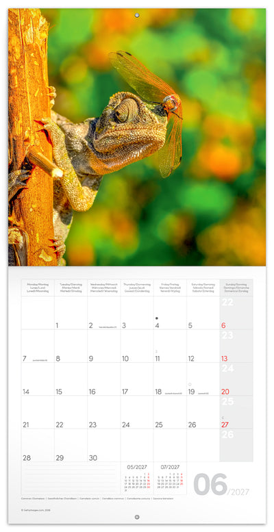 Broschürenkalender Lizards 2027, 30 x 30 cm