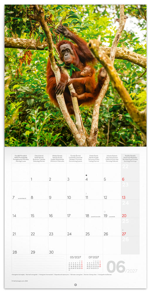 Broschürenkalender Bedrohte Arten 2027, PLASTIC FREE, 30 x 30 cm