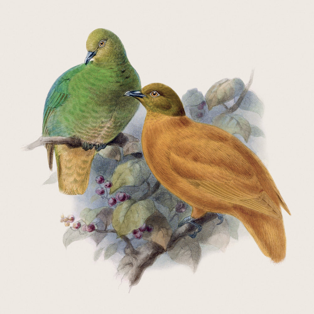 Broschürenkalender Vögel 2027, PLASTIC FREE, 30 x 30 cm