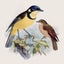 Broschürenkalender Vögel 2027, PLASTIC FREE, 30 x 30 cm