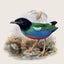 Broschürenkalender Vögel 2027, PLASTIC FREE, 30 x 30 cm