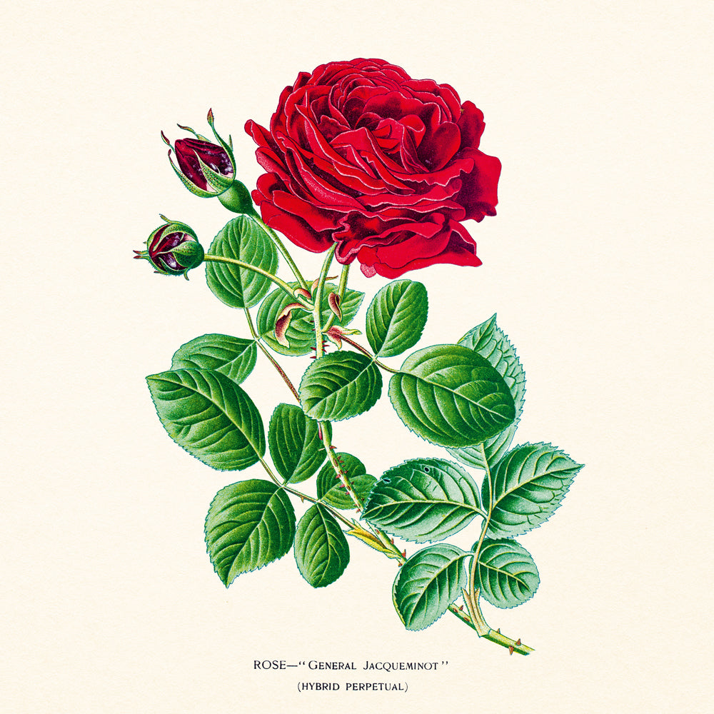Broschürenkalender Herbarium 2027, PLASTIC FREE, 30 x 30 cm