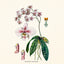 Broschürenkalender Herbarium 2027, PLASTIC FREE, 30 x 30 cm