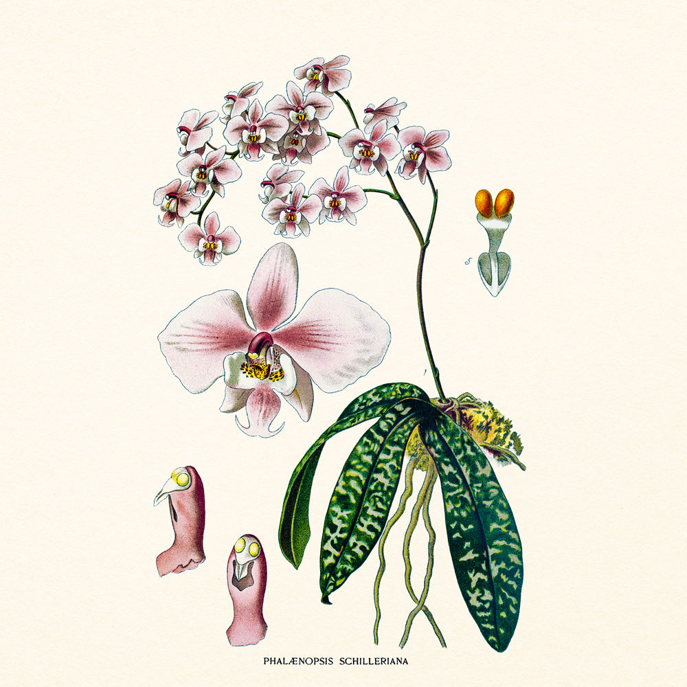 Broschürenkalender Herbarium 2027, PLASTIC FREE, 30 x 30 cm