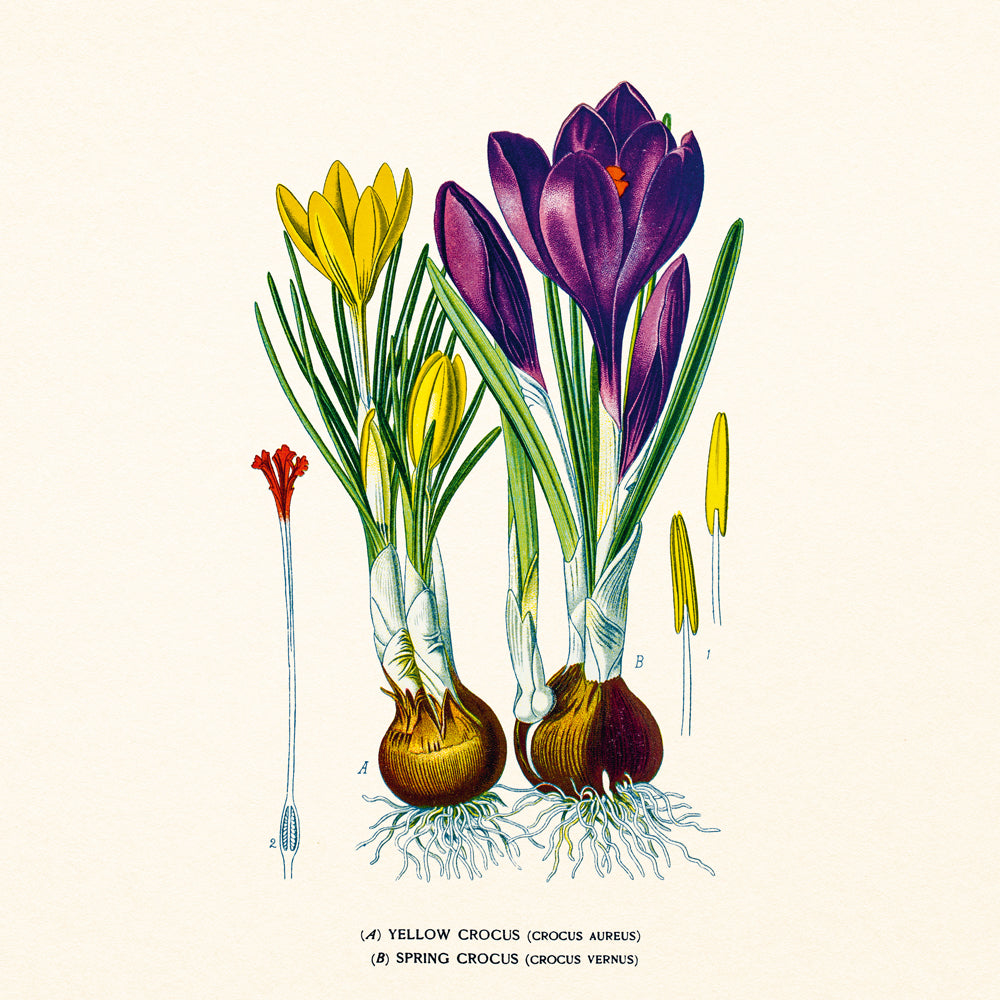 Broschürenkalender Herbarium 2027, PLASTIC FREE, 30 x 30 cm