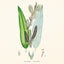 Broschürenkalender Herbarium 2027, PLASTIC FREE, 30 x 30 cm