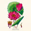 Broschürenkalender Herbarium 2027, PLASTIC FREE, 30 x 30 cm
