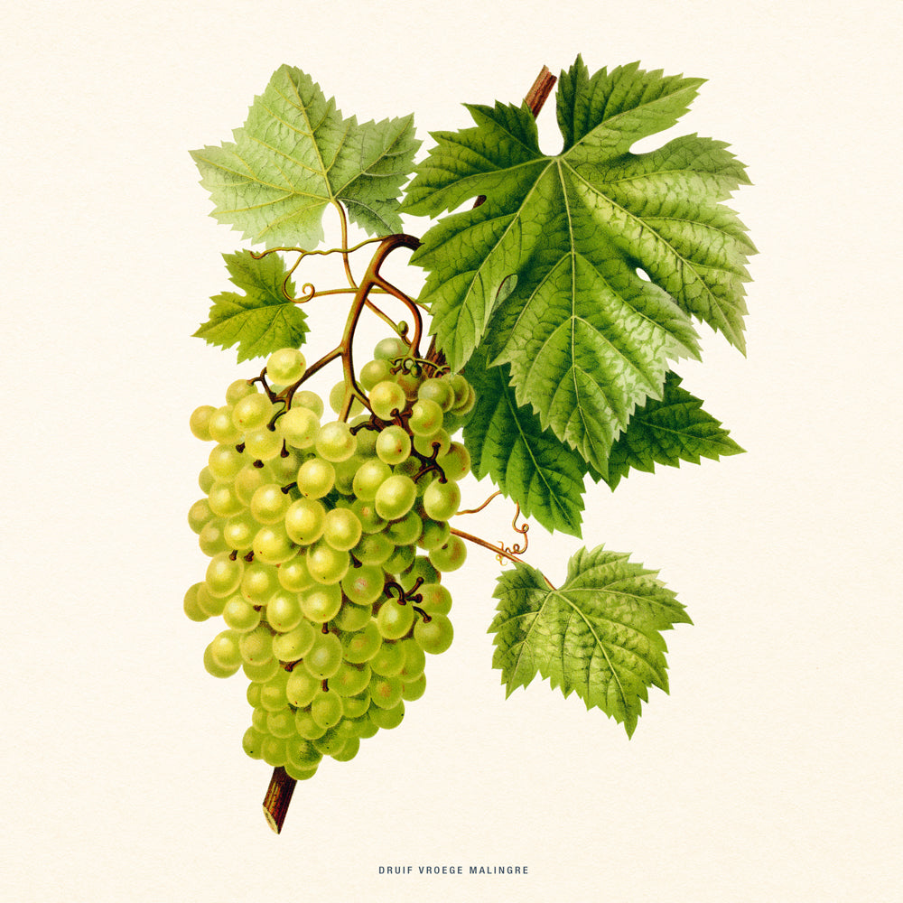 Broschürenkalender Herbarium 2027, PLASTIC FREE, 30 x 30 cm