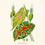 Broschürenkalender Herbarium 2027, PLASTIC FREE, 30 x 30 cm