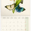 Broschürenkalender Schmetterlinge 2027, PLASTIC FREE, 30 x 30 cm